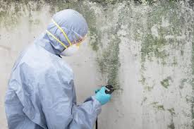 Best Emergency Mold Remediation  in Prieville, NC